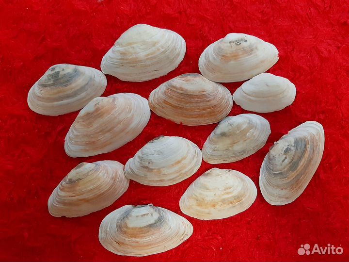 Ракушка Мия песчаная