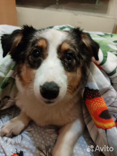 Собака Джуля