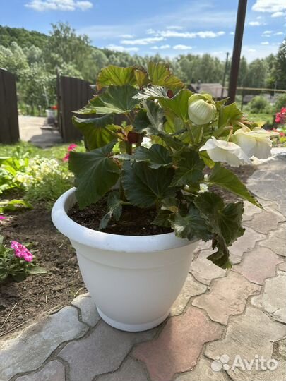 Вазоны для цветов