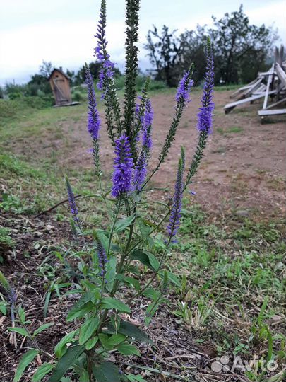 Многолетники