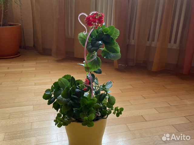 Домашнее растение