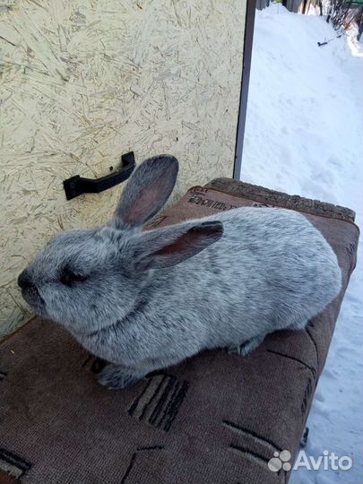 Продам чистопородных кроликов