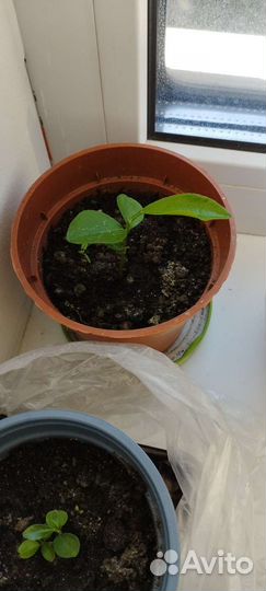 Апельсиновое дерево