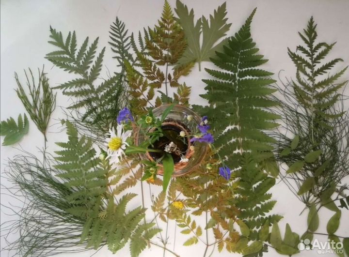 Сухоцветы полевые, лесные. Гербарий