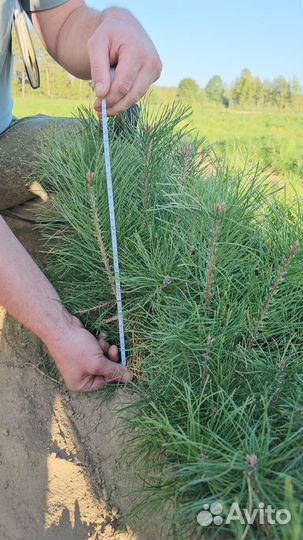 Сосна Обыкновенная окс Pinus sylvestris