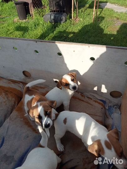 Джек Рассел терьер