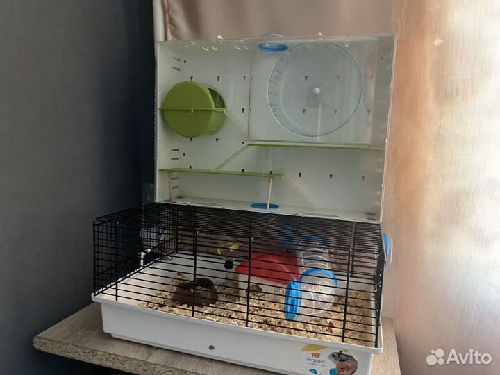 Клетка с хомяками