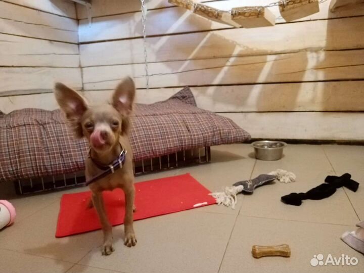 Гостиница для собак и кошек (передержка), зооняня