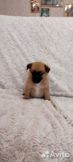 Щенки помесь