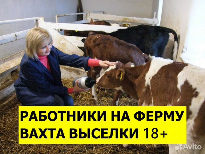 Скотник вахта Выселки 18+