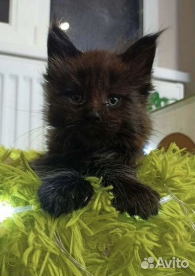 Котята мейн-кун