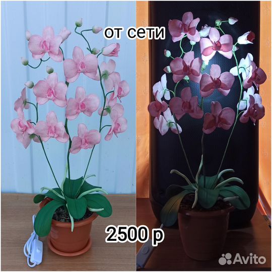 Ночник - Орхидея