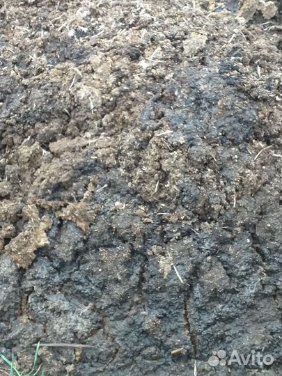 Куриный навоз