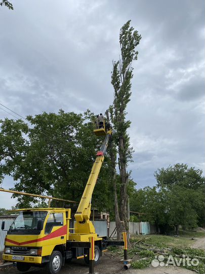 Спил деревьев