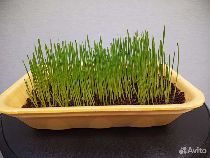 Витамины для животных