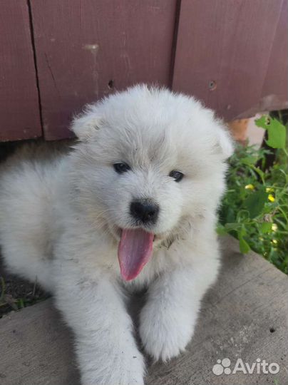 Щенки самоеда