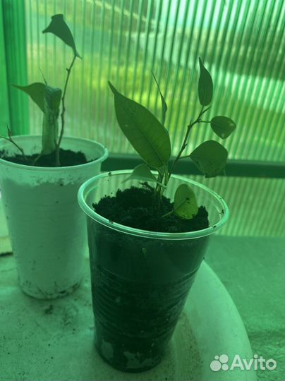 Фикус малыши