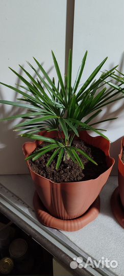 Пальма трахикарпус