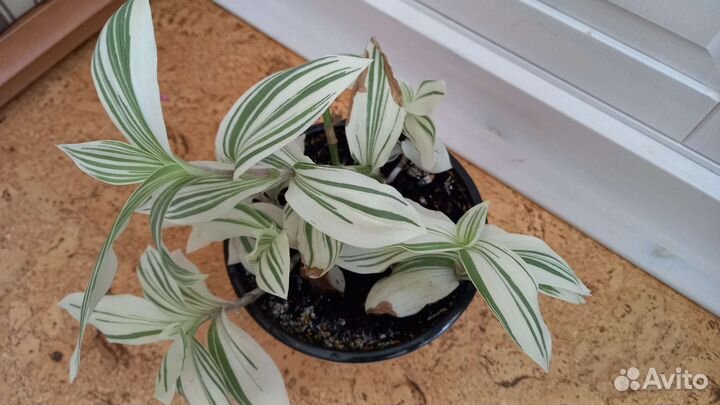 Традесканции разных видов