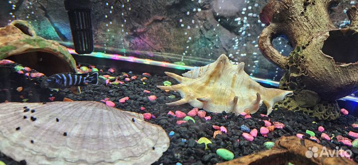 Аквариум с тумбой и рыбками на 220 литров