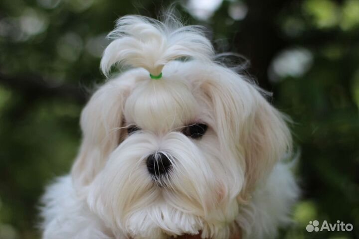 Собаки щенки