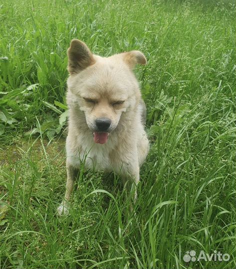 Собака в добрые руки