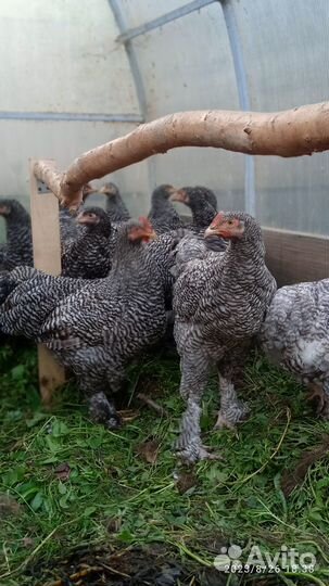 Цыплята породы Мехеленская кукушка 5 мес