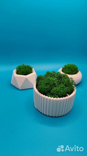 Стабилизированный мох в горшочках