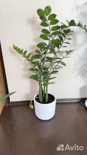 Замиокулькас