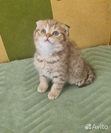 Шотландская