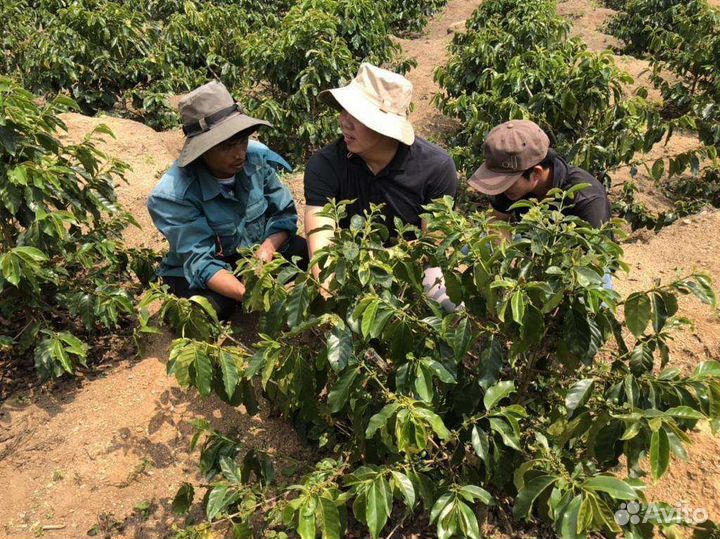 Зелёный кофе в зёрнах опт