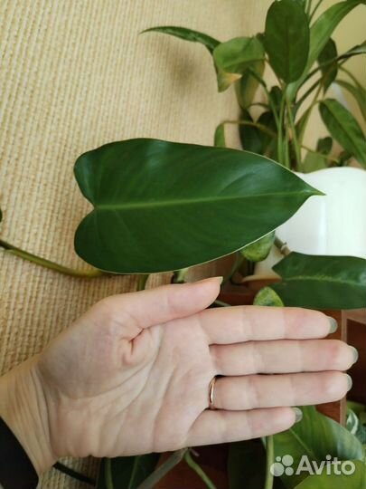 Филодендрон копьевидный