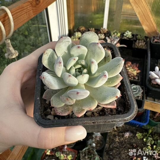 Суккуленты 8