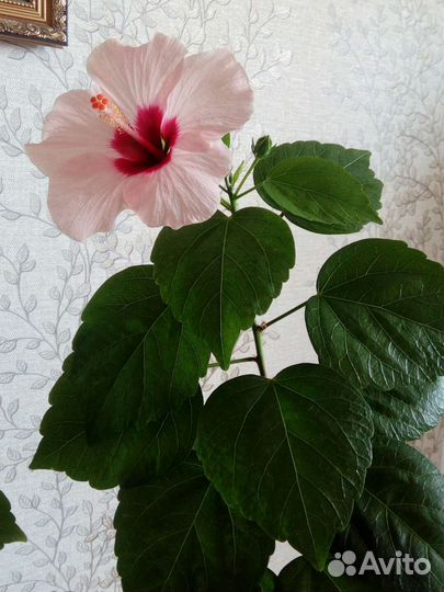 Китайская роза или гибискус