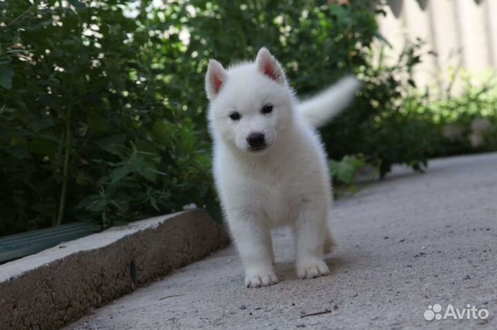 Щенки хаски