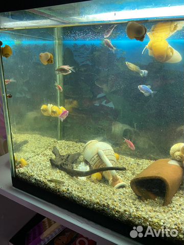 Улитки ампулярии