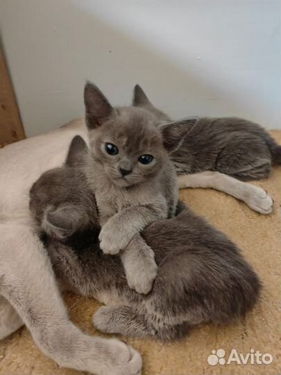 Котята европейской бурмы