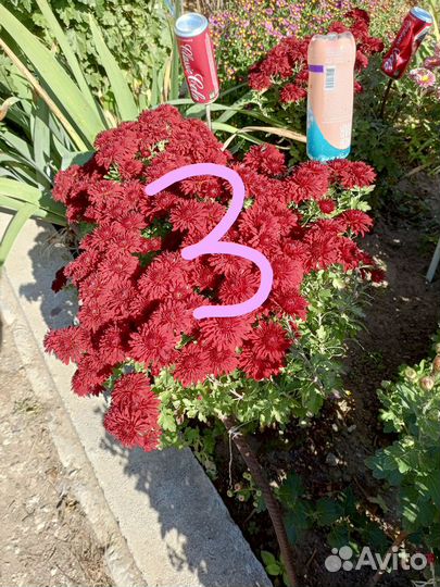 Мультифлора и хризантема