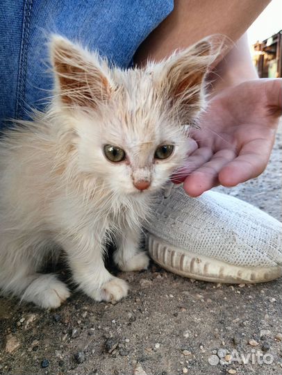 Котенок девочка в добрые руки 2 месяца