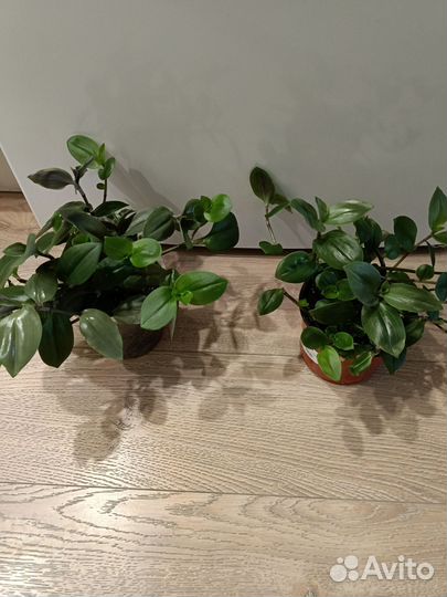 Традесканция