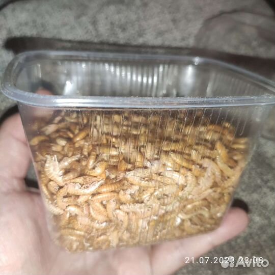 Корм для рыб