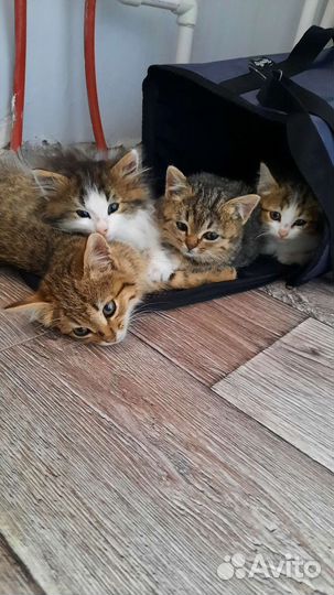 Котята в добрые руки