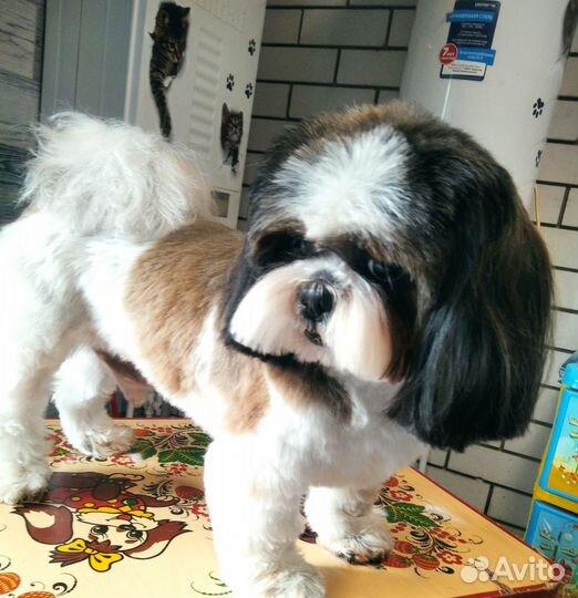 Стрижка собак и кошек