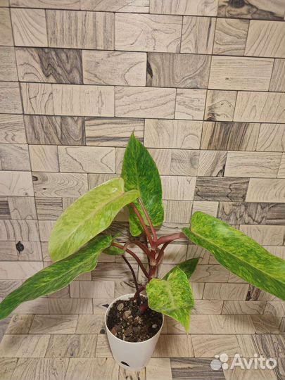 Филодендрон медуза
