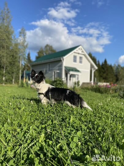 Собака в добрые руки маленькая порода