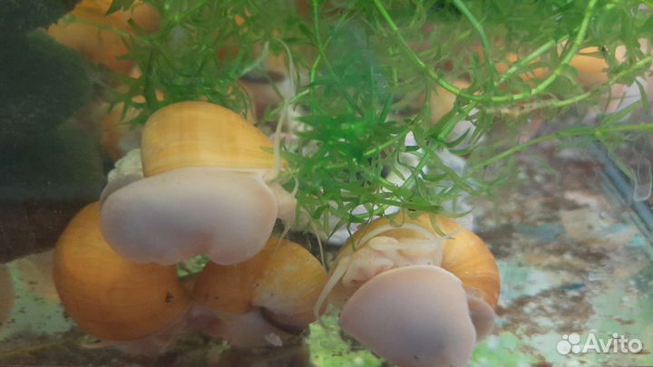 Улитки ампулярии