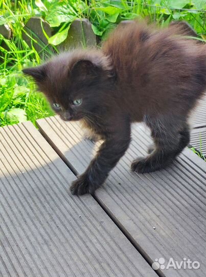 Котята в добрые руки бесплатно