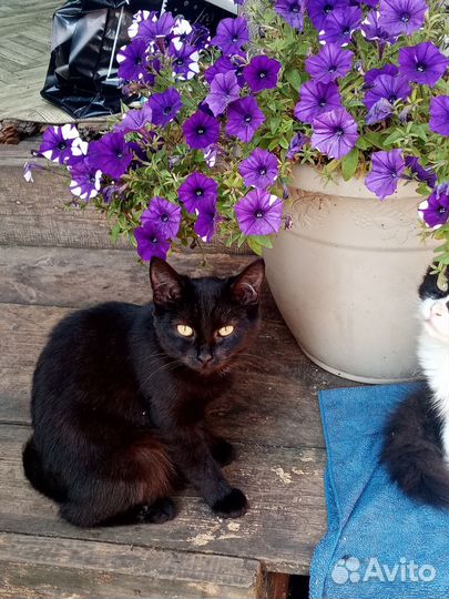 Кошка в дар