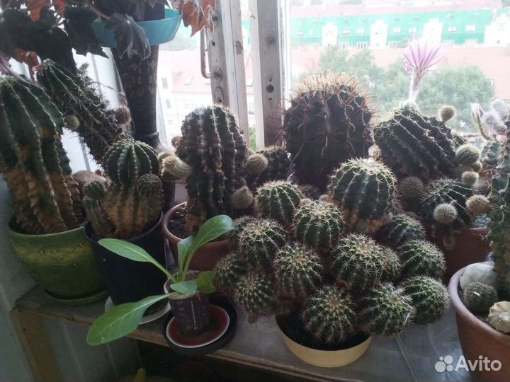 Цветущий эхинопсис