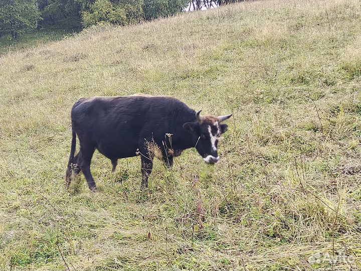 Бычки на откорм